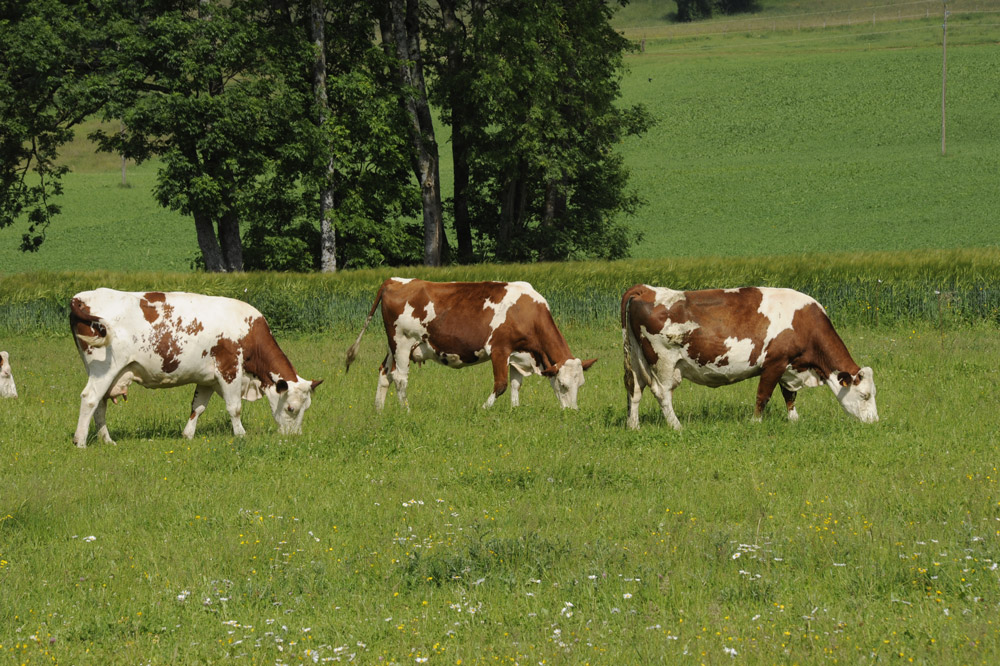 Vaches laitières